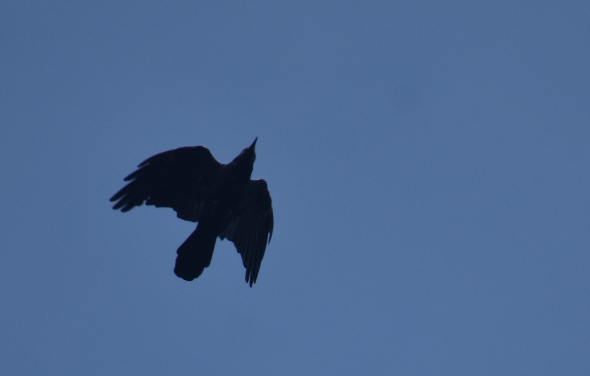 Common Raven - ML609188659