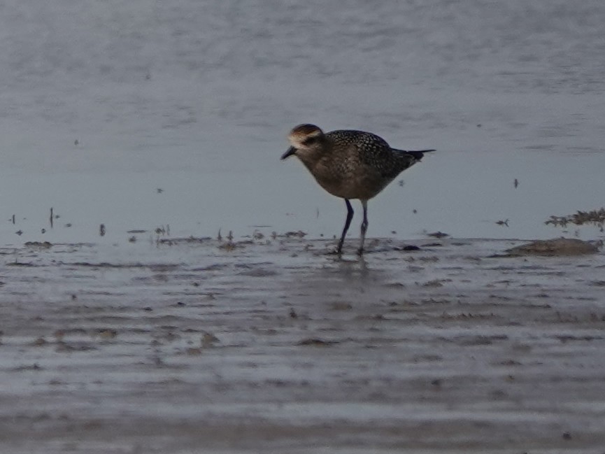 American Golden-Plover - ML609188664