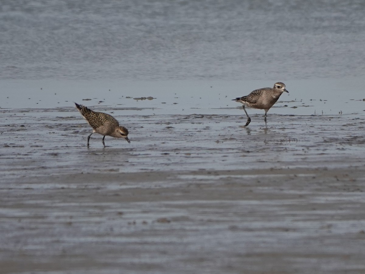 American Golden-Plover - ML609188665