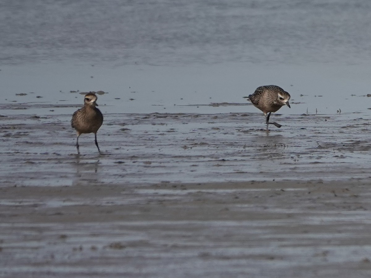 American Golden-Plover - ML609188666