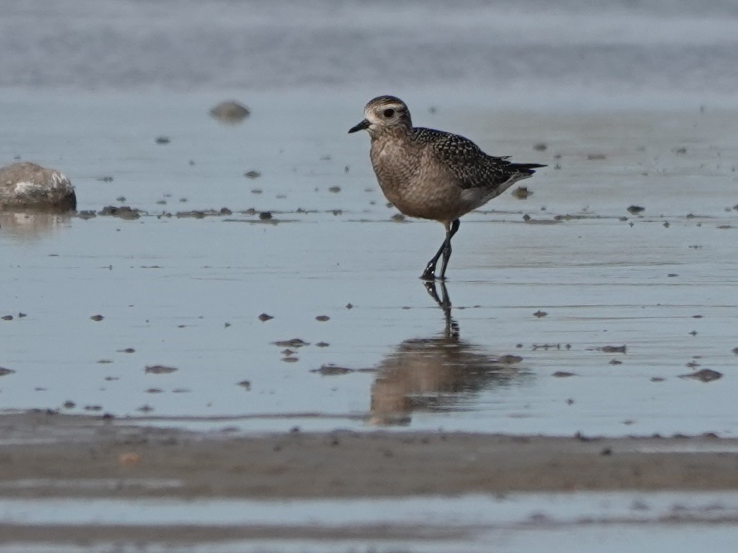 American Golden-Plover - ML609188669