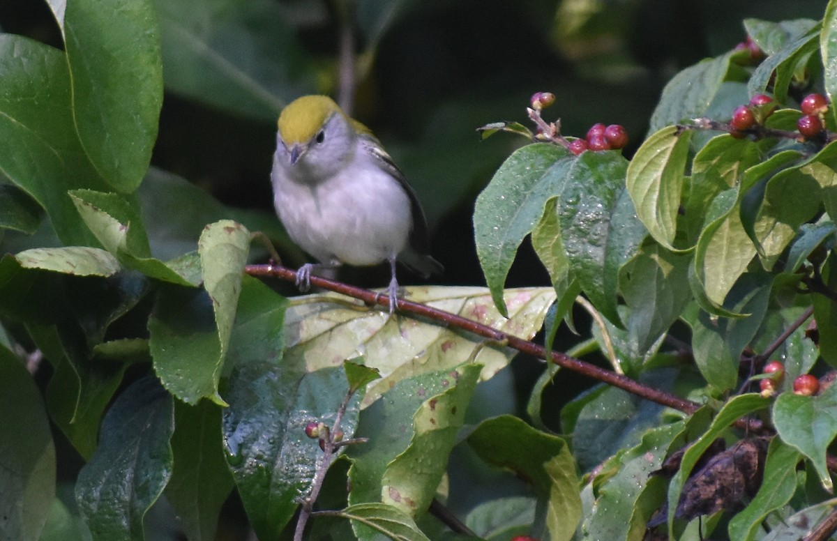 Chestnut-sided Warbler - Kristen Johnson