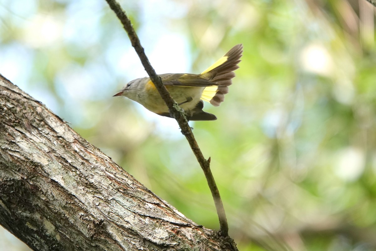 American Redstart - Vicki Rogerson