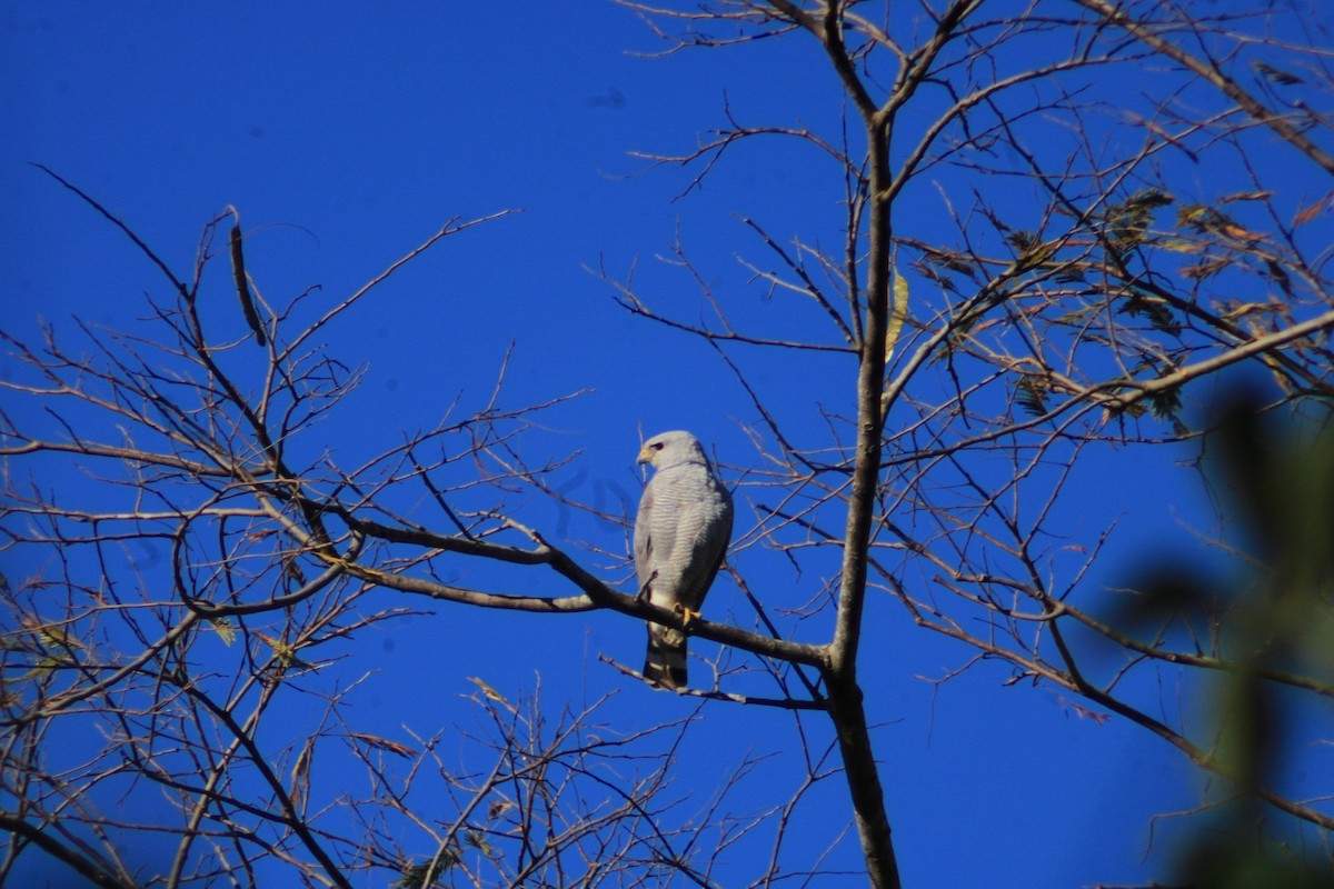 Gray-lined Hawk - ML609188707