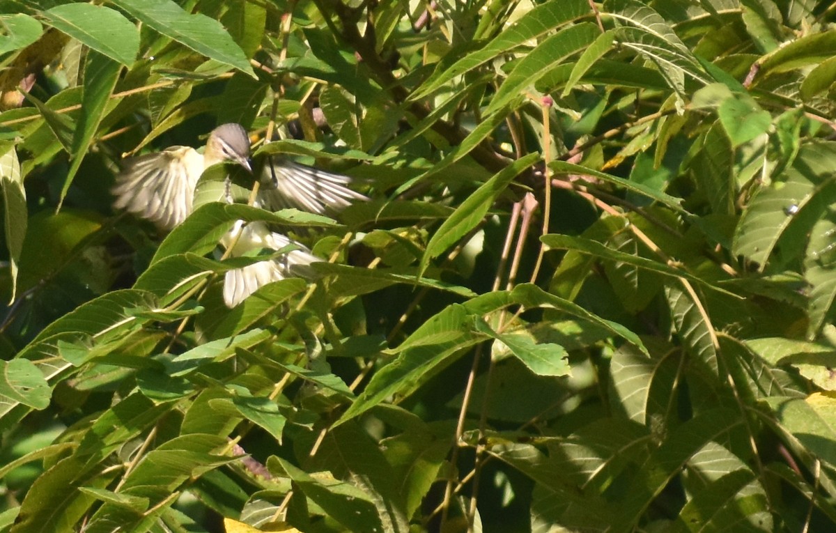 Rotaugenvireo - ML609188710