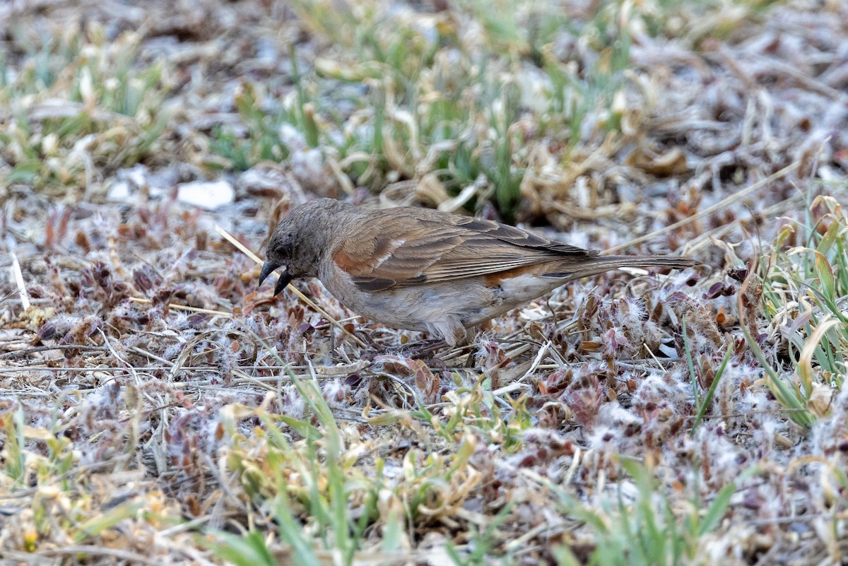 Southern Gray-headed Sparrow - ML609188773