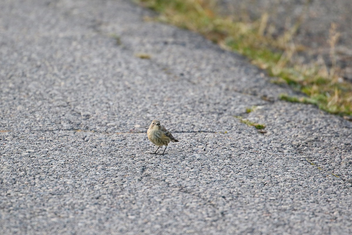 Yellow-rumped Warbler - ML609188787