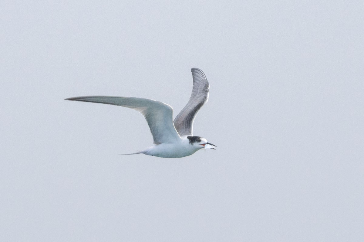 Common Tern - ML609188828