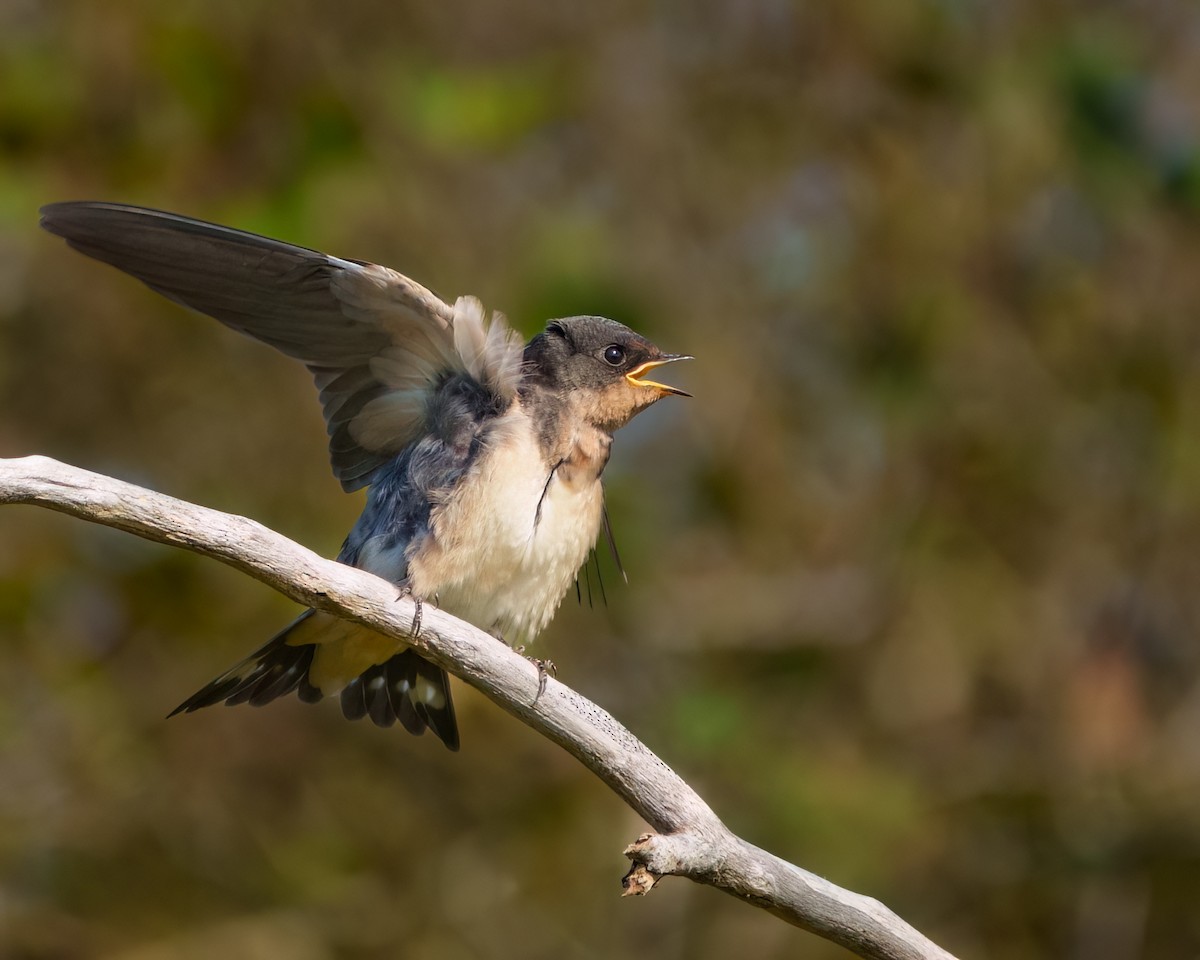 Barn Swallow - Tom Momeyer