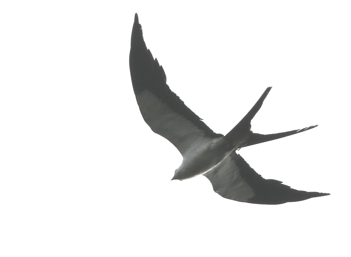 Swallow-tailed Kite - Don Burggraf