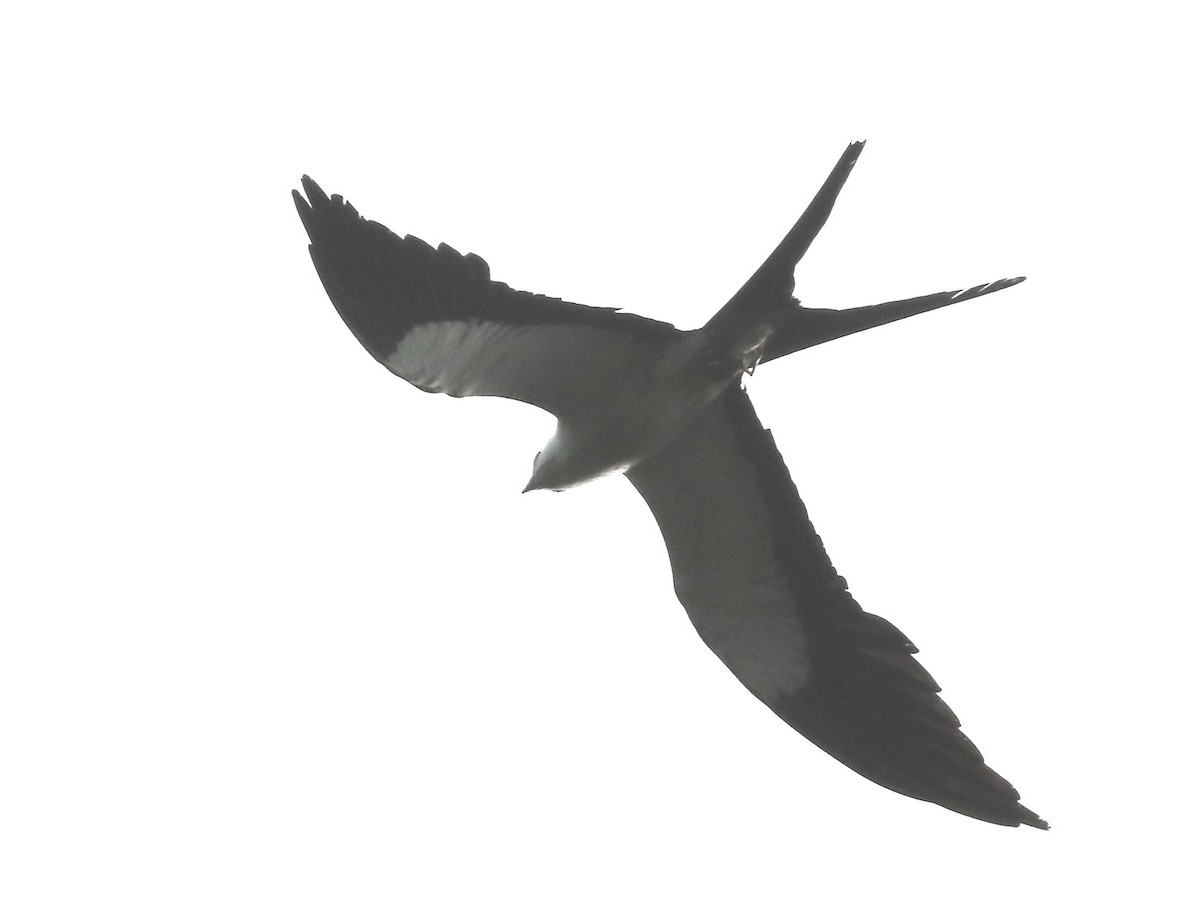 Swallow-tailed Kite - Don Burggraf