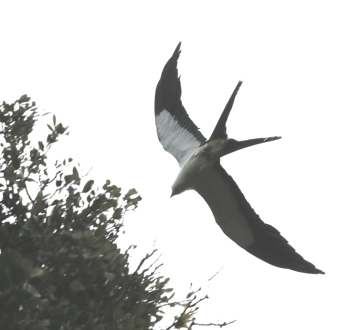 Swallow-tailed Kite - Don Burggraf