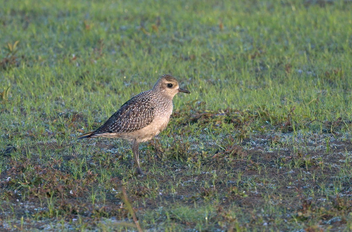 American Golden-Plover - ML609188904