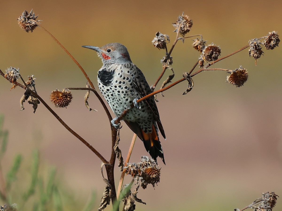 Northern Flicker - ML609188975