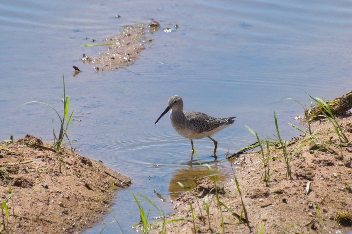 Stilt Sandpiper - ML609188976