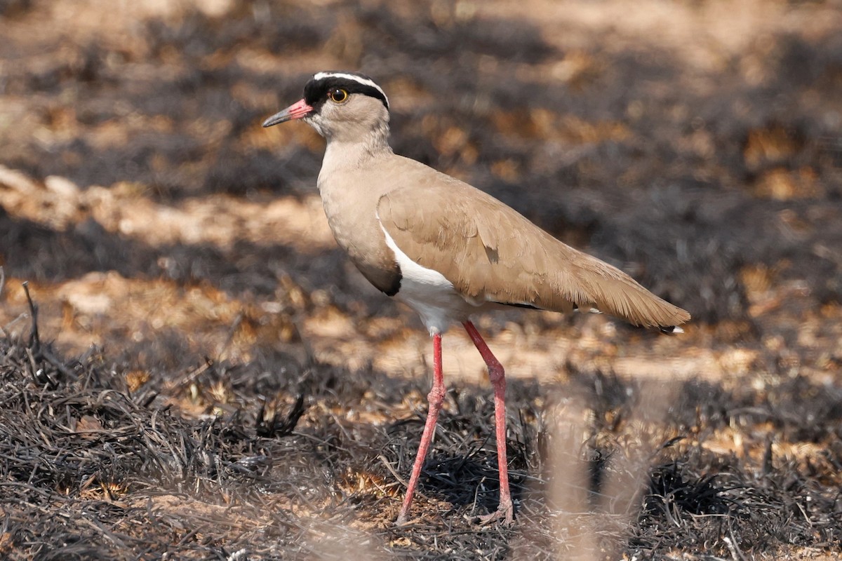 Crowned Lapwing - ML609189058