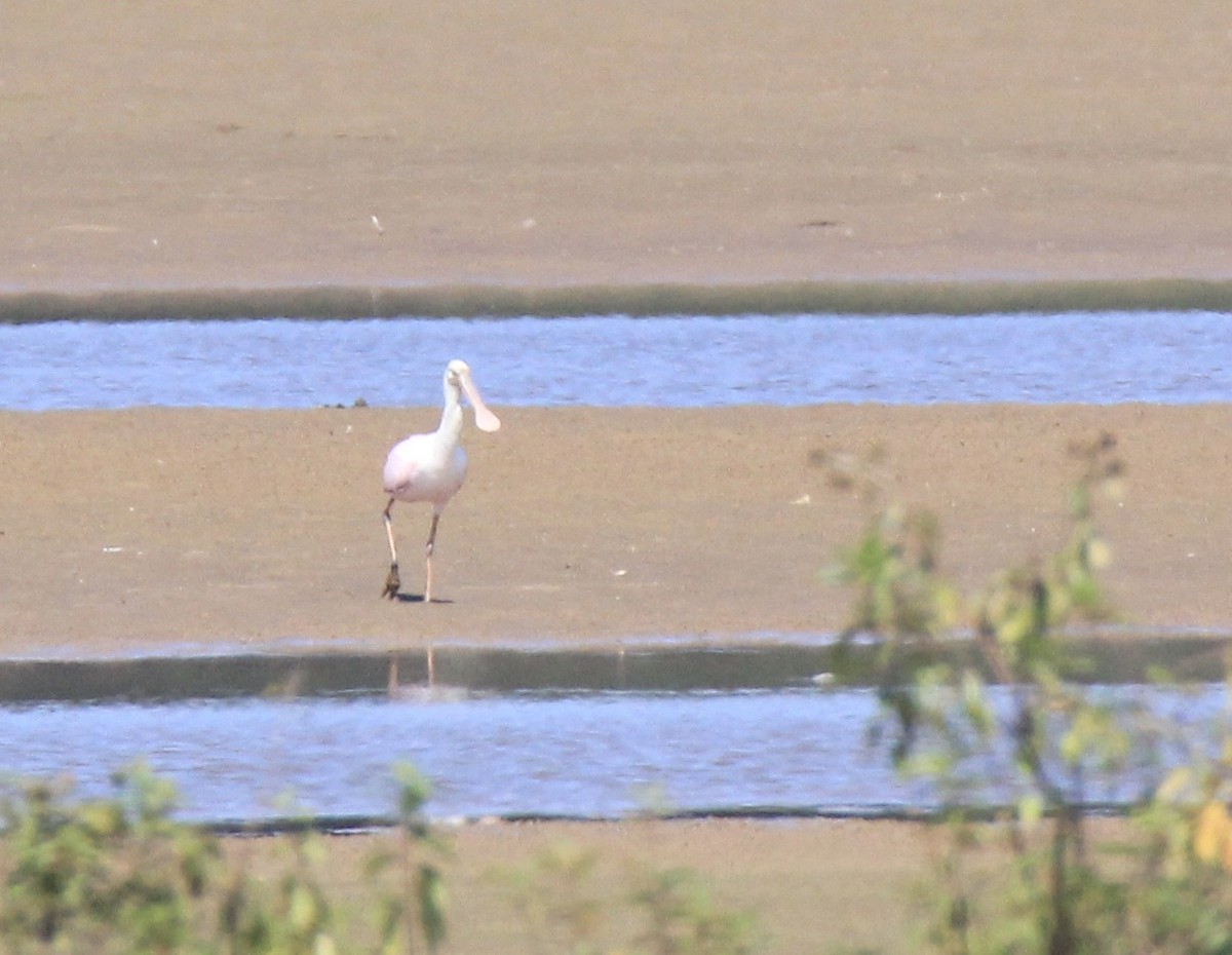 Roseate Spoonbill - ML609189060