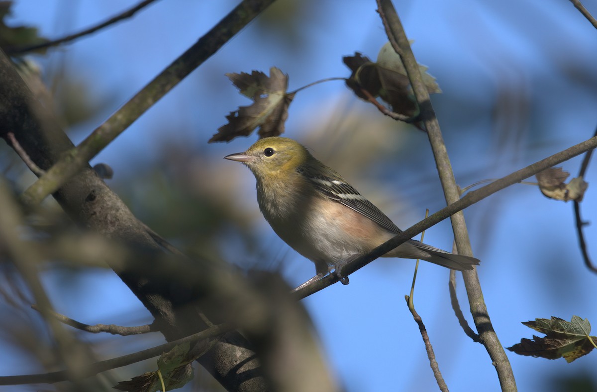 Bay-breasted Warbler - ML609189074