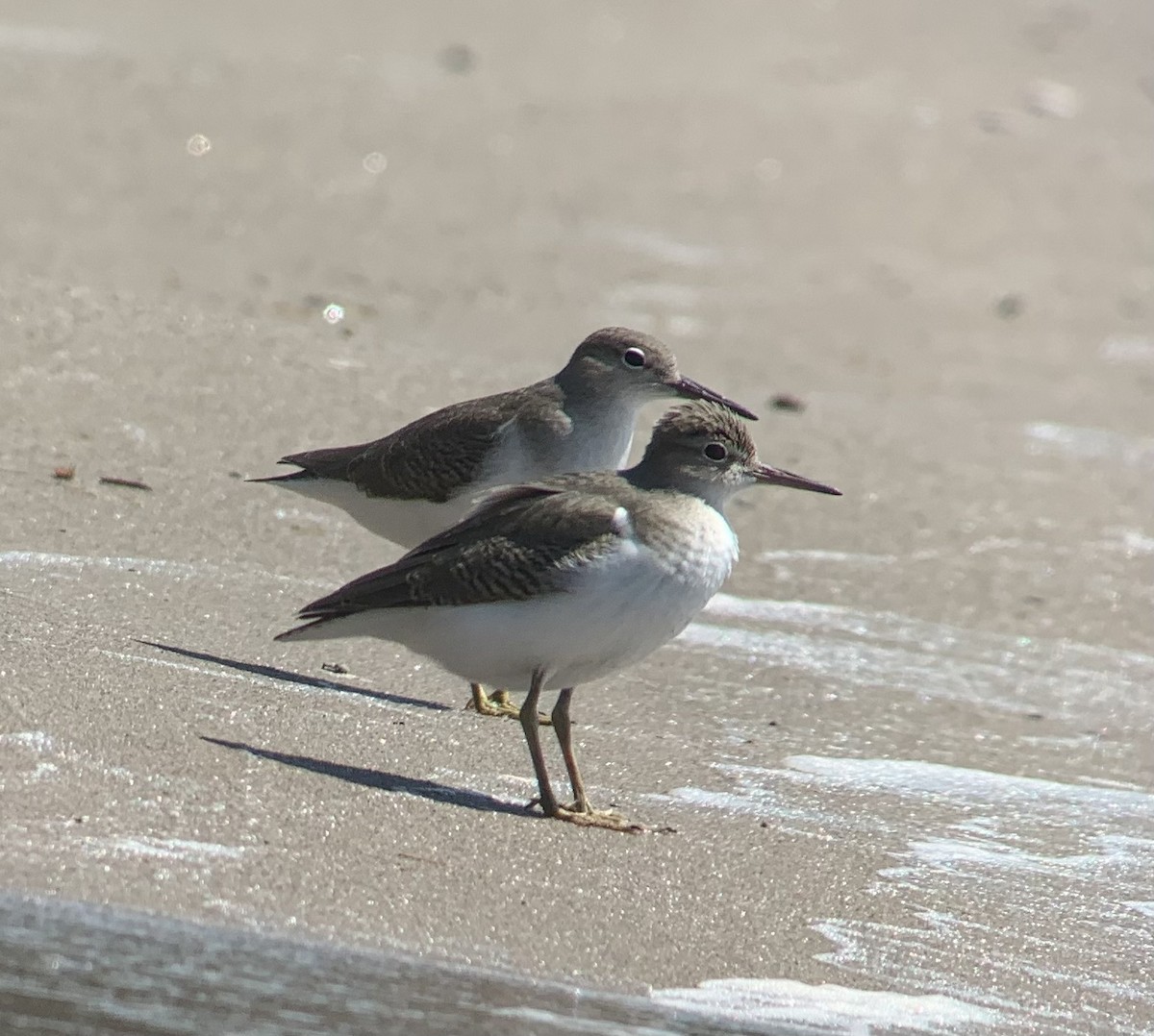 Spotted Sandpiper - angelique mori