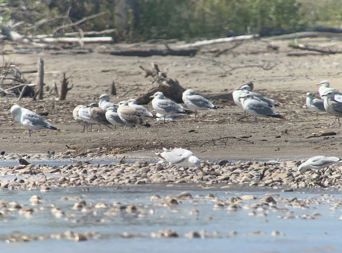 Ring-billed Gull - angelique mori