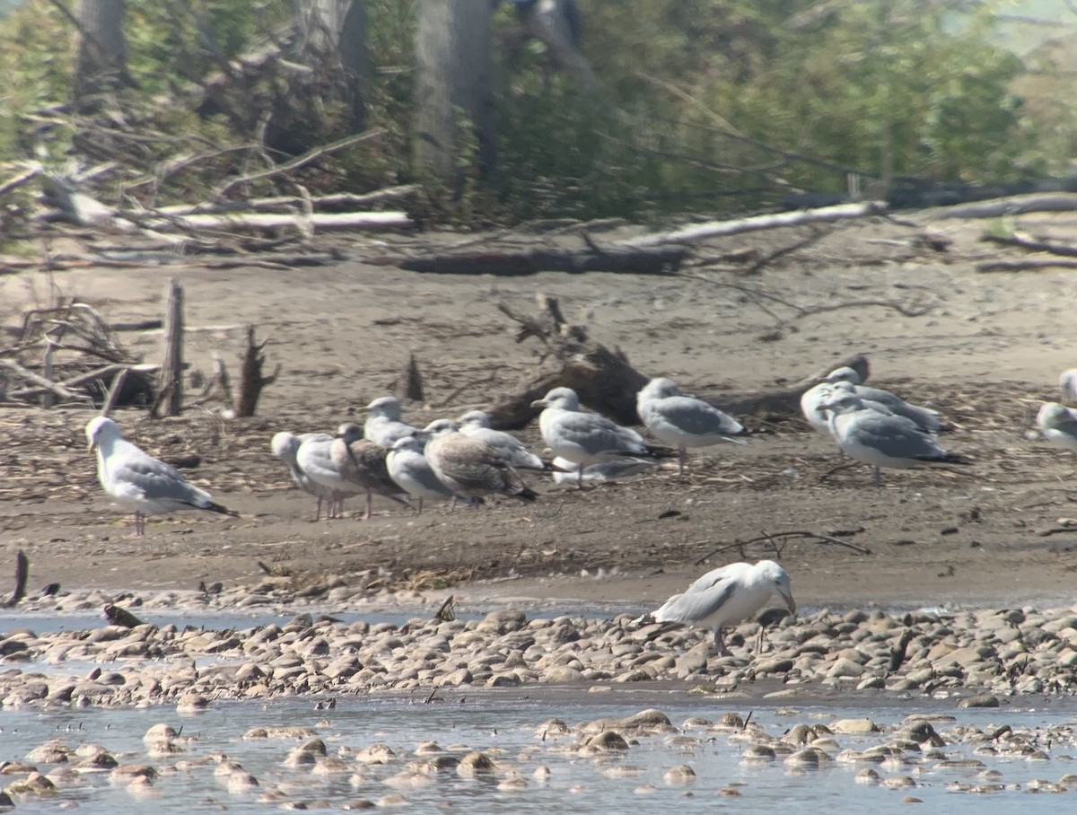 Gaviota Argéntea - ML609189097