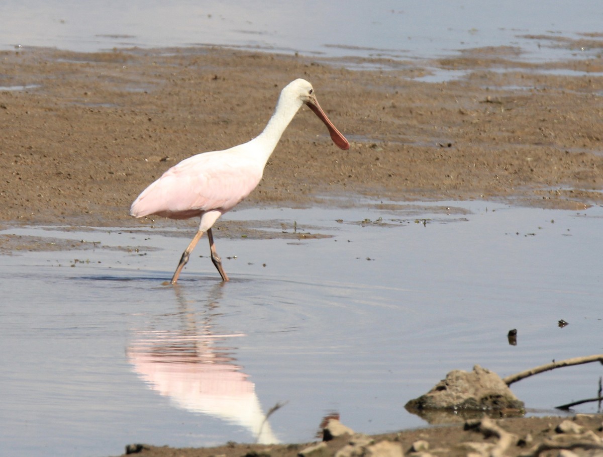 Roseate Spoonbill - ML609189109