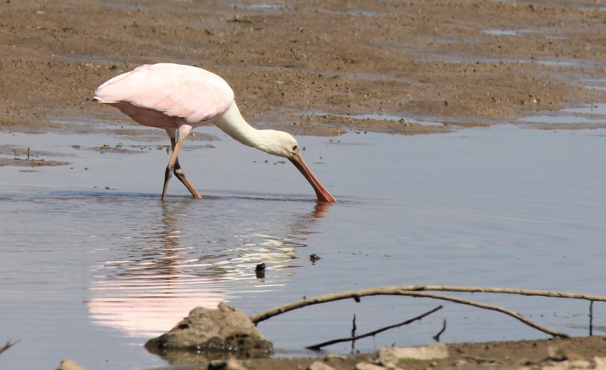 Roseate Spoonbill - ML609189121