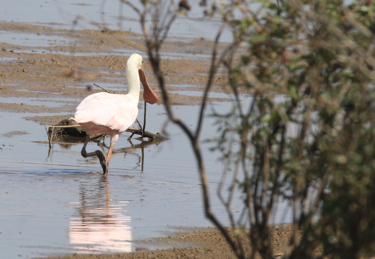 Roseate Spoonbill - ML609189136