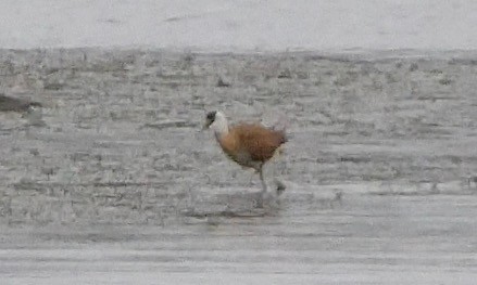 Jacana à poitrine dorée - ML609189158