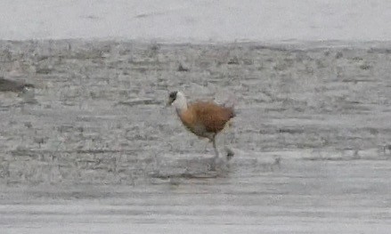 African Jacana - ML609189158