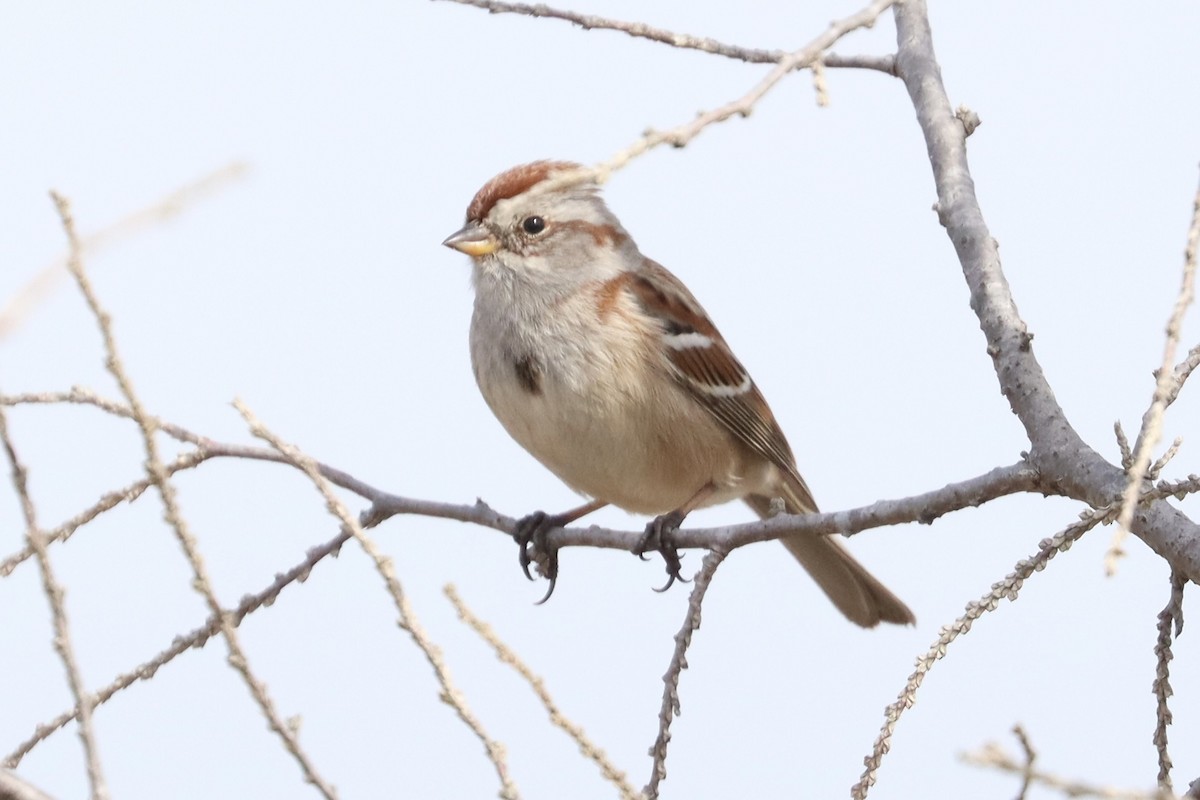 American Tree Sparrow - ML609189173