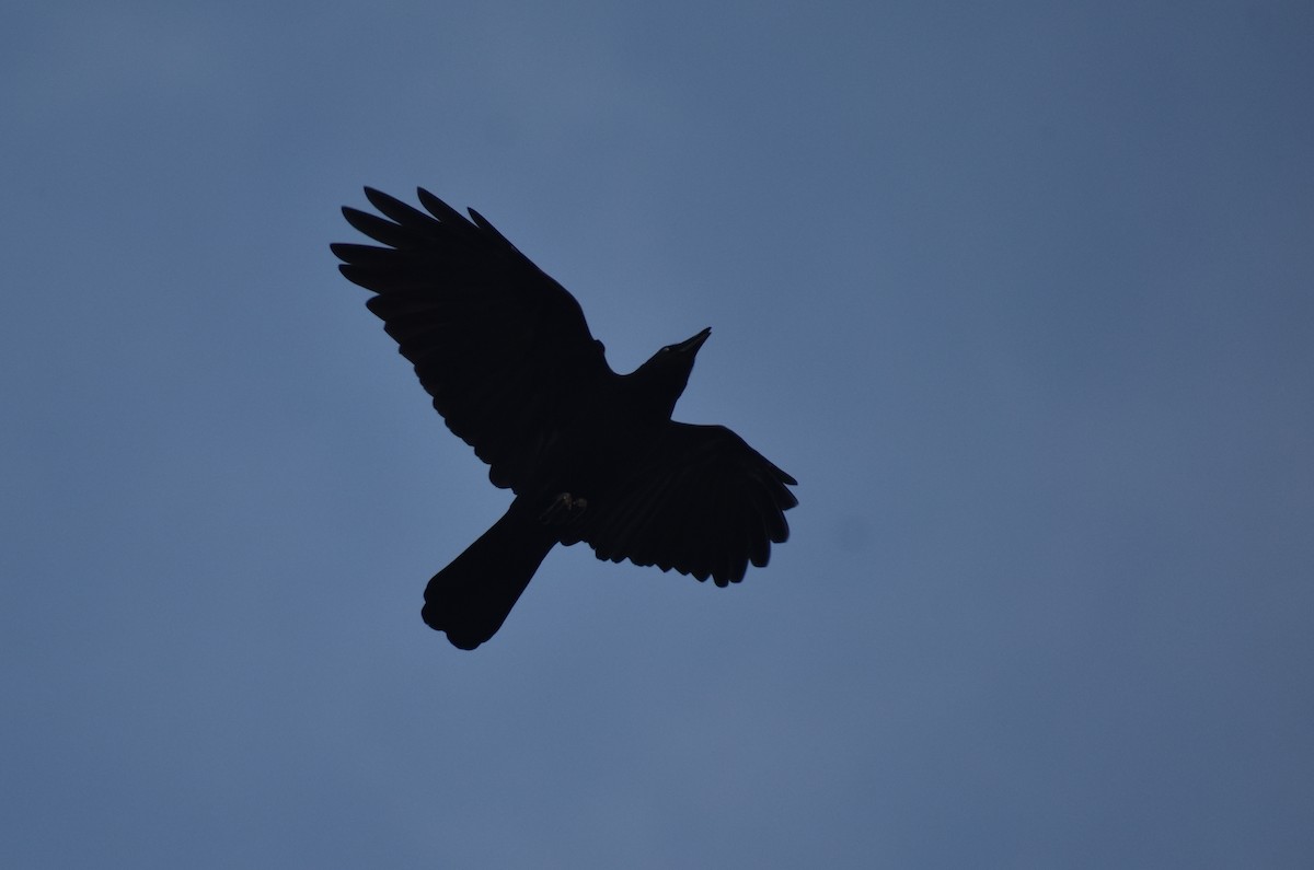 American Crow - ML609189174