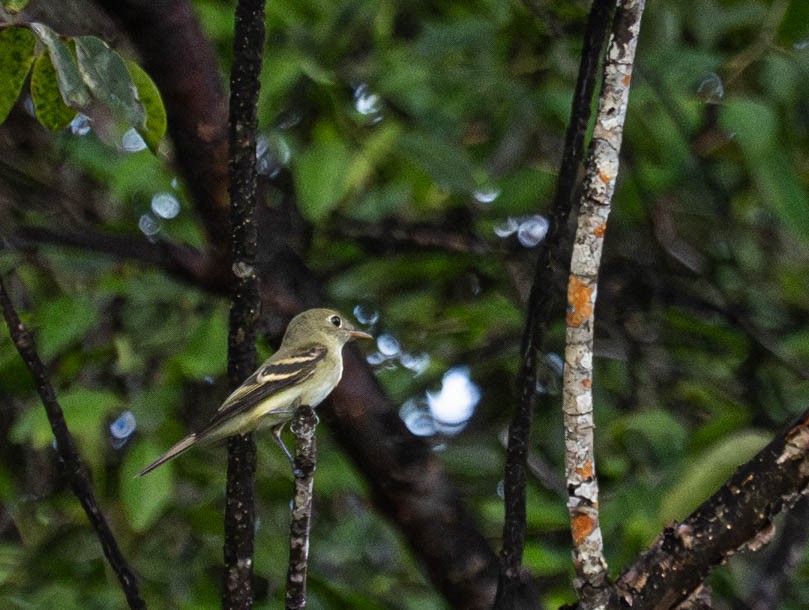 Acadian Flycatcher - ML609189214