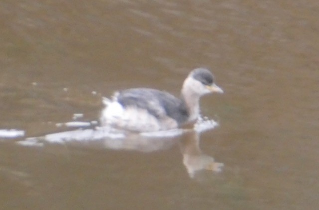 Little Grebe - ML609189216