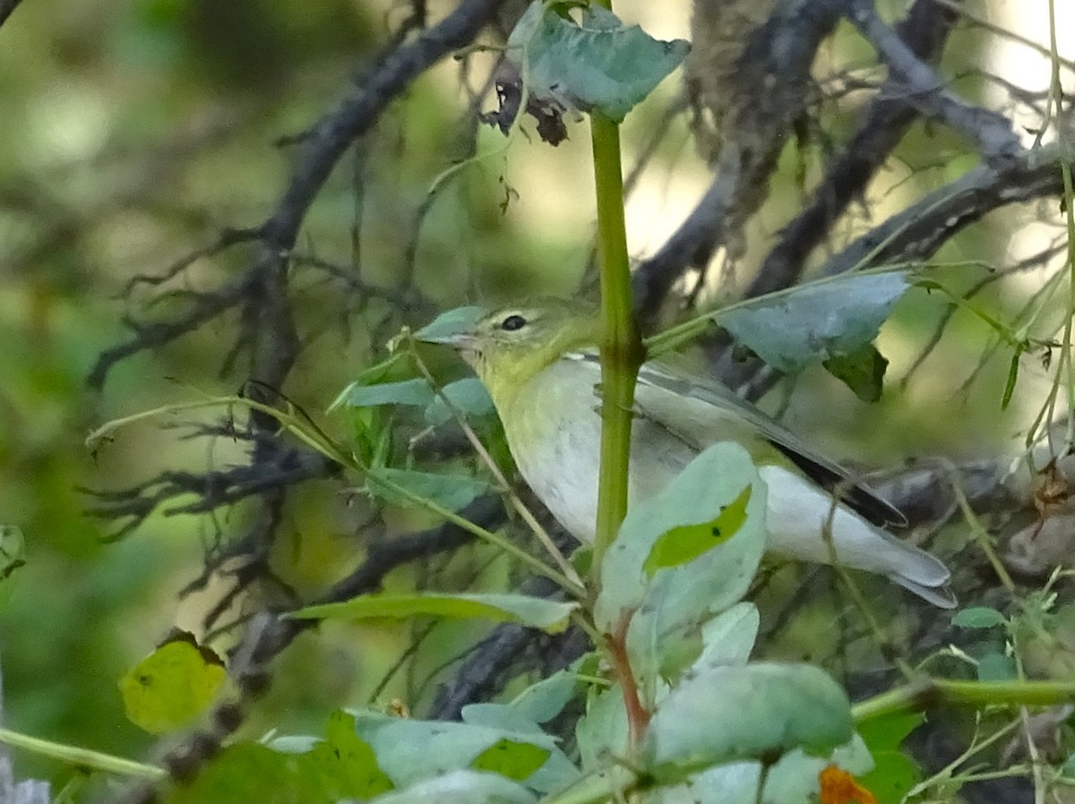 Tennessee Warbler - ML609189239