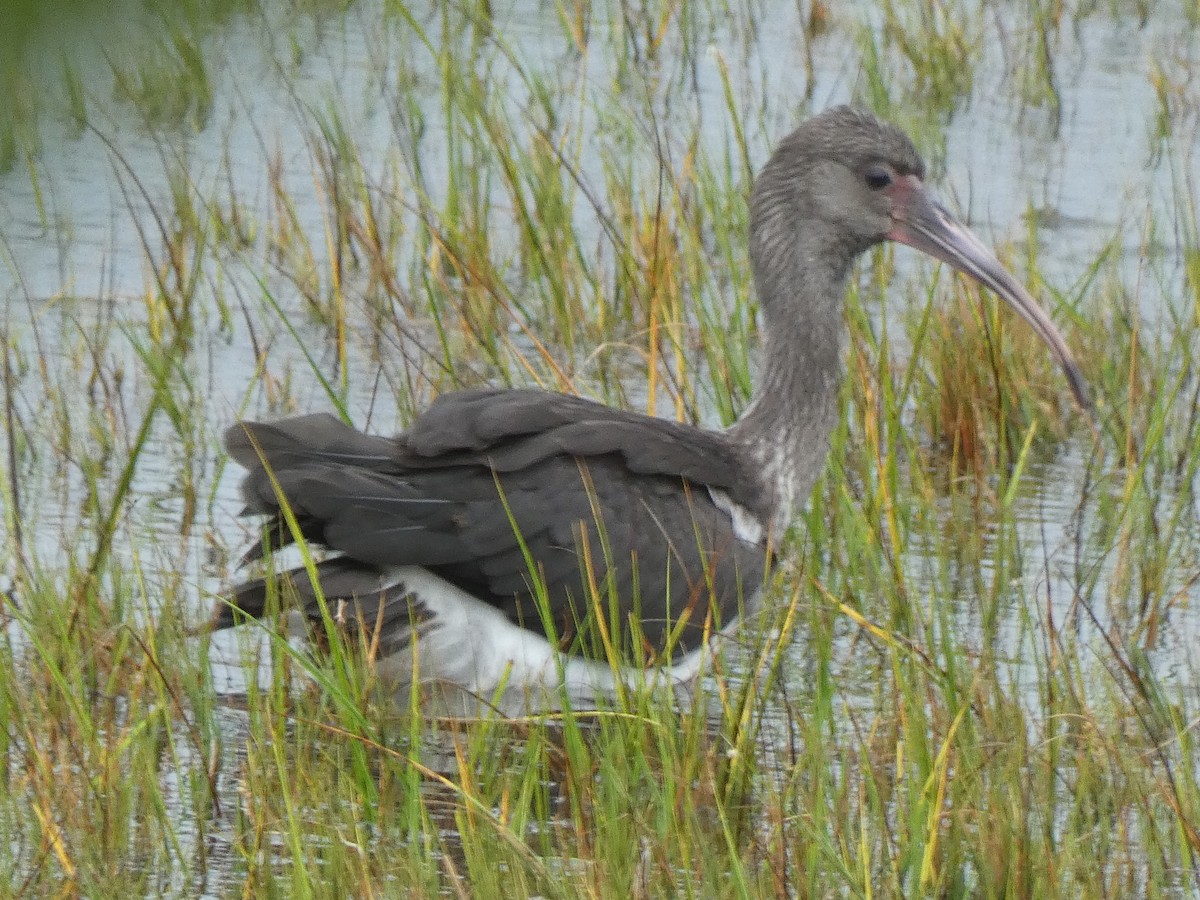 White Ibis - ML609189257