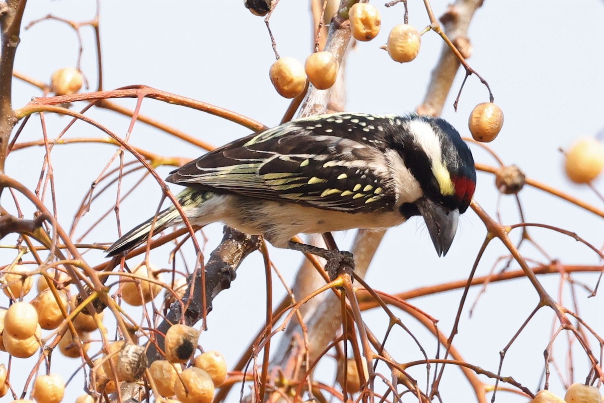 Pied Barbet - ML609189304