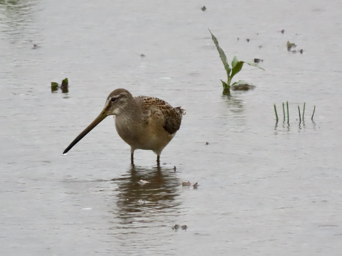 langnebbekkasinsnipe - ML609189455