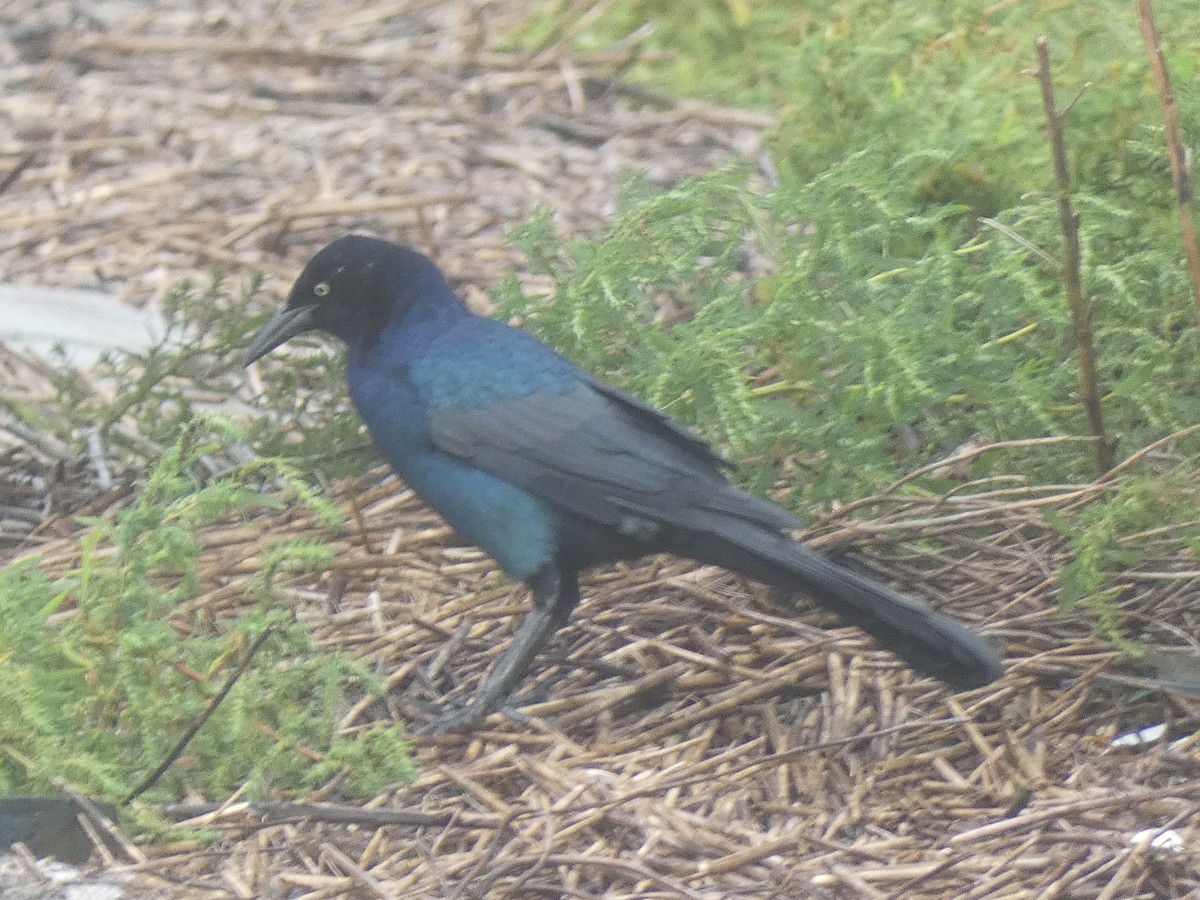 Boat-tailed Grackle - ML609189505