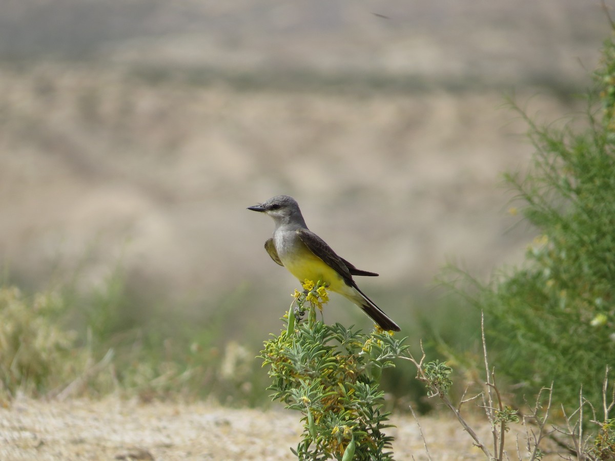 Western Kingbird - ML609189506