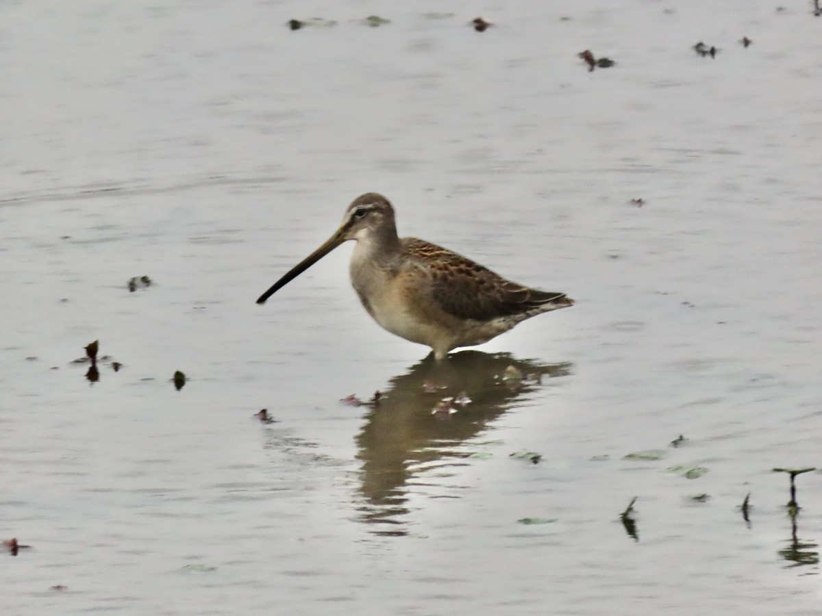 Long-billed Dowitcher - Gerry Hawkins