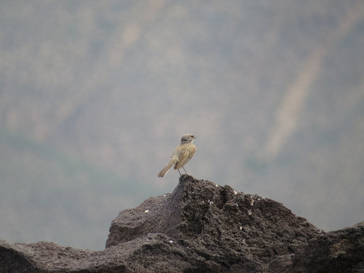 Bell's Sparrow (canescens) - ML609189514