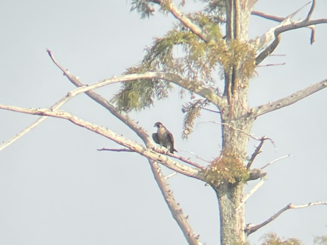 Peregrine Falcon - Ty Sharrow