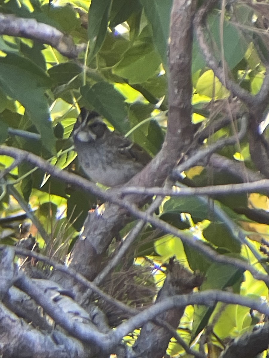 White-throated Sparrow - ML609189646