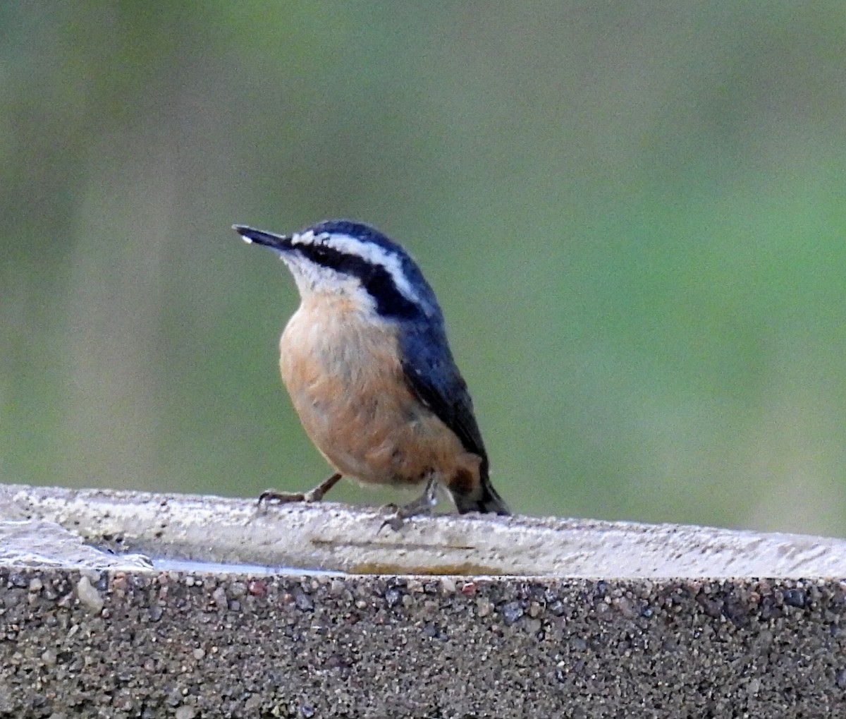 Red-breasted Nuthatch - ML609189701