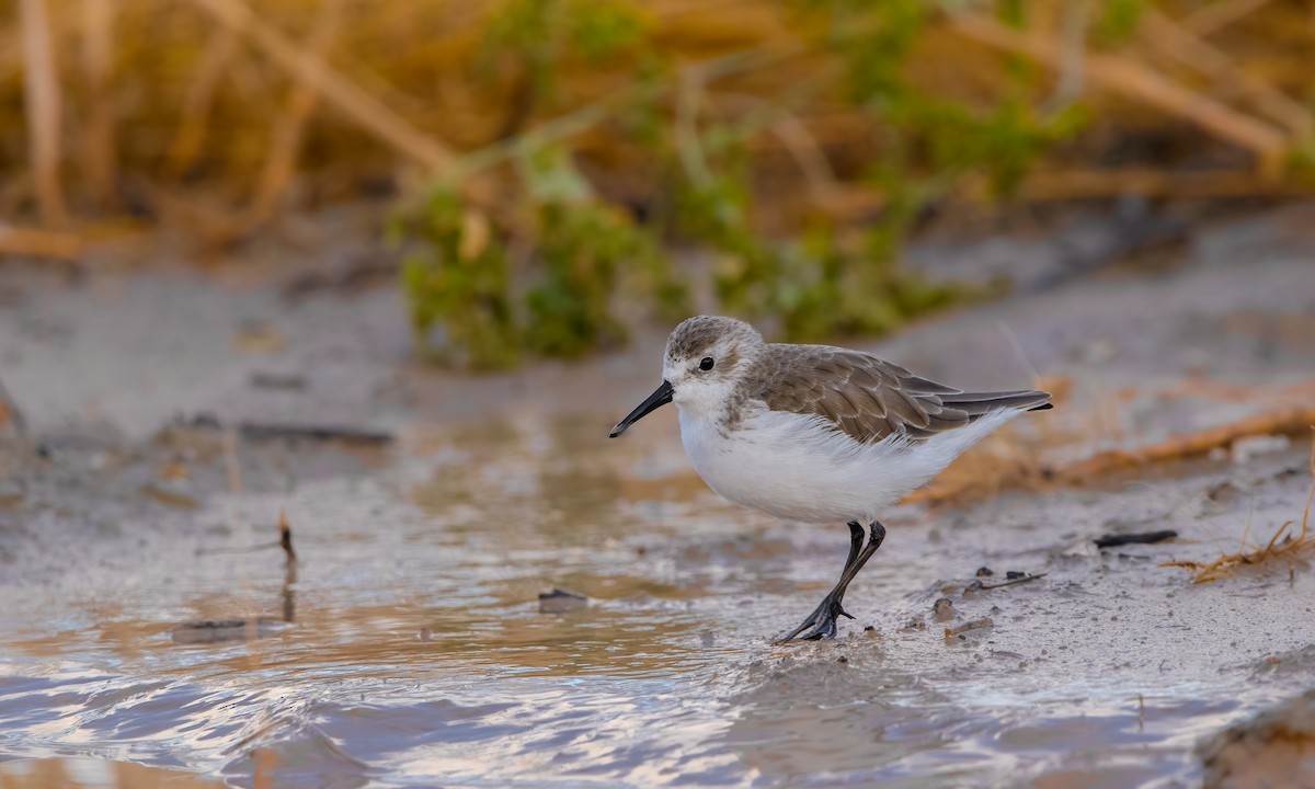 Western Sandpiper - ML609189850