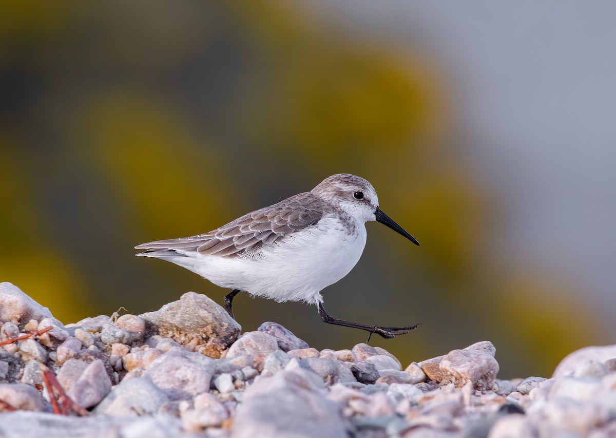 Western Sandpiper - ML609189852