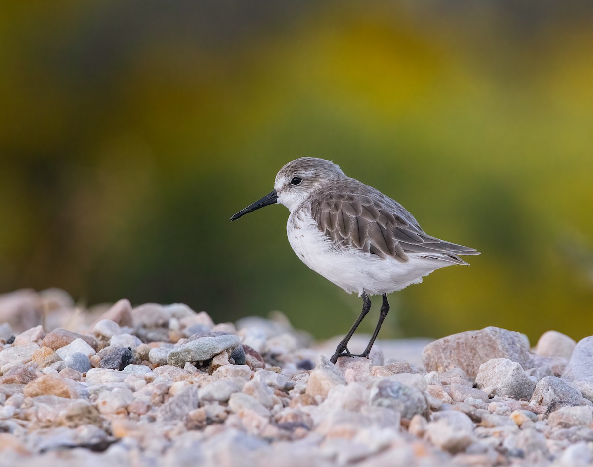 Western Sandpiper - ML609189853