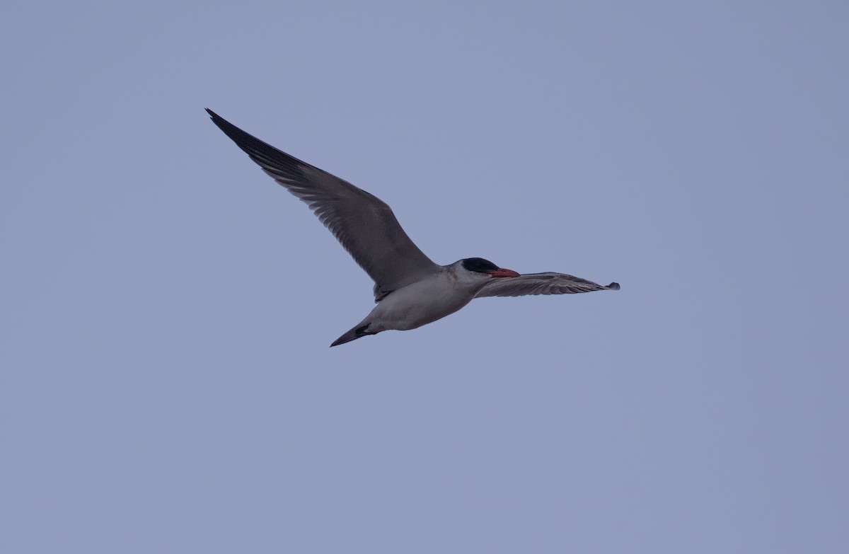 Caspian Tern - ML609189873