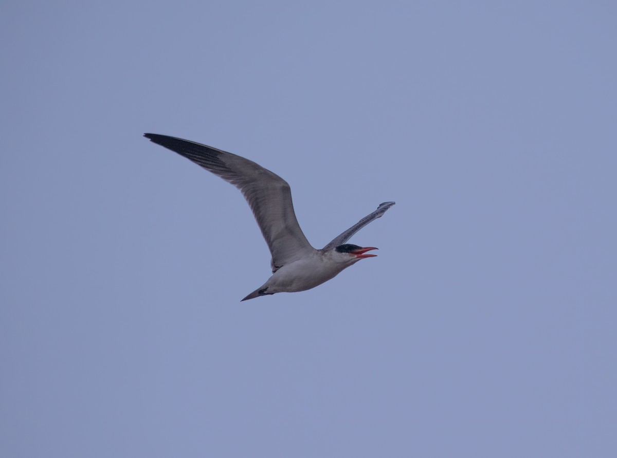 Caspian Tern - ML609189875